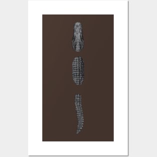 Alligator Posters and Art